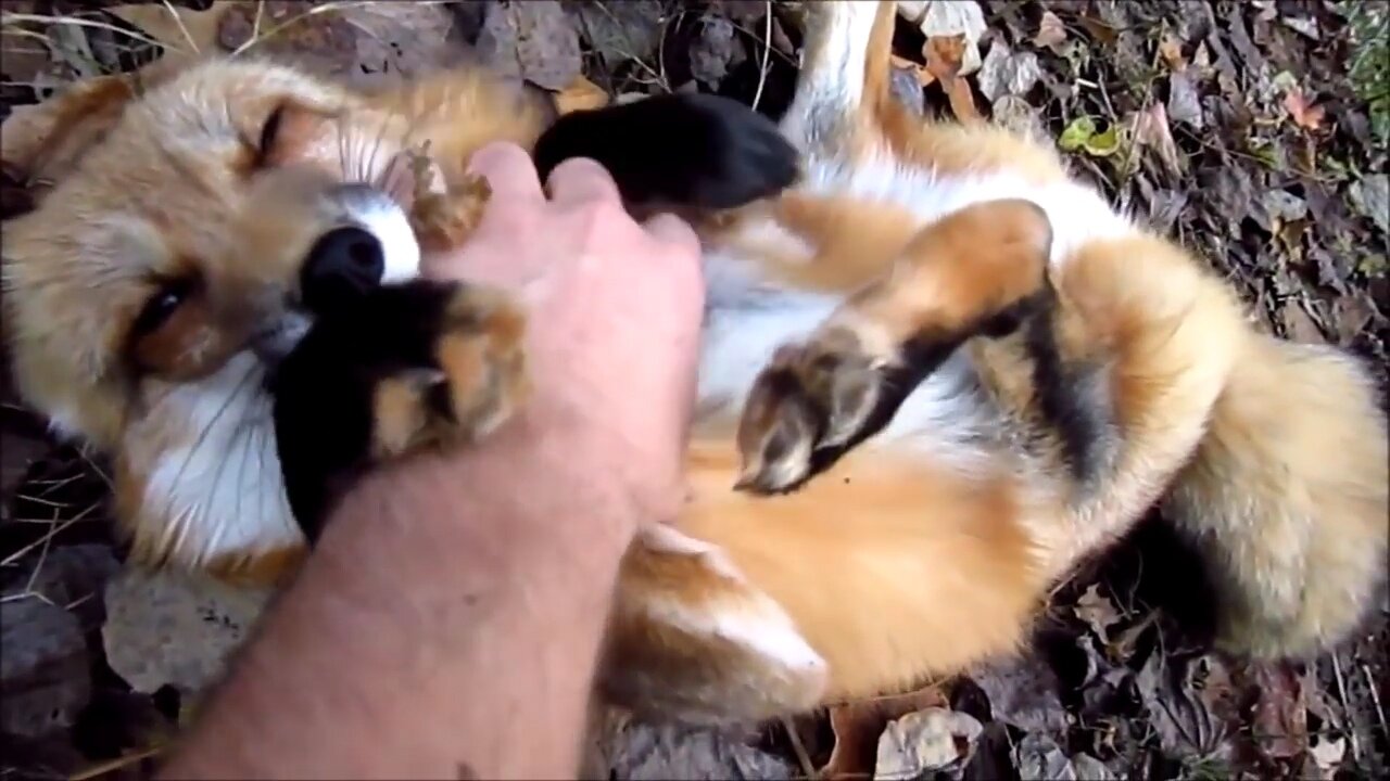 Adorable Baby Fox Pups Playing - CUTEST Compilation