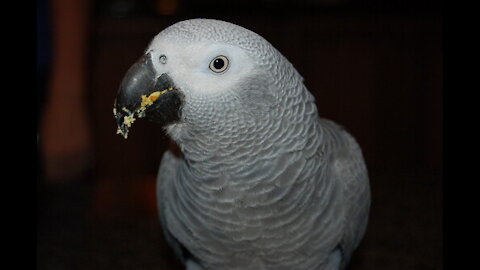 Hungry talking parrot plans a dinner buffet