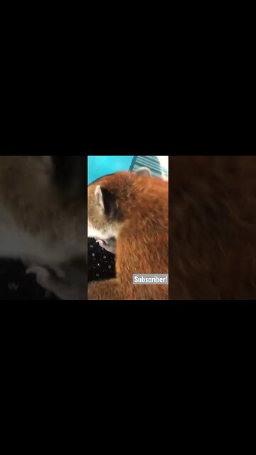 When Your Office is Literally the Jungle