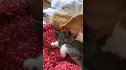 Cat Uses Dog's Ear As A Blanket / 猫は犬の耳を毛布として使う/ 고양이는 개 귀를 담요로 사용합니다./ يستخدم القط أذن الكلب كبطانية