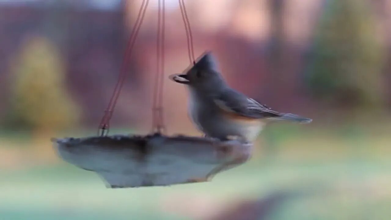 Beachfront B roll Birds and Feeder Royalty Free Footage