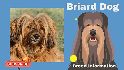 Briard Dog Breed: A Comprehensive Guide to Characteristics, Care, and Compatibility