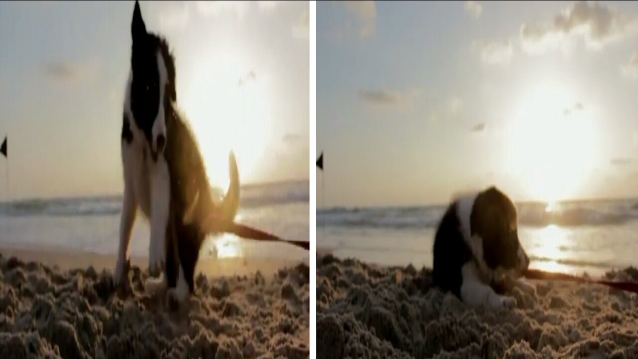 Cute Puupy Playing in the beach