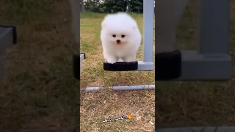 WHY.ARE.YOU.SO.CUTE??? #Puppy #Dogs #Shorts #Puppyvideo #Shortvideo #dog #doglover #cutedog #puppylo