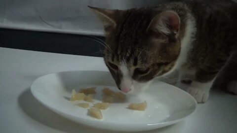 Kitten Eats from China Plate