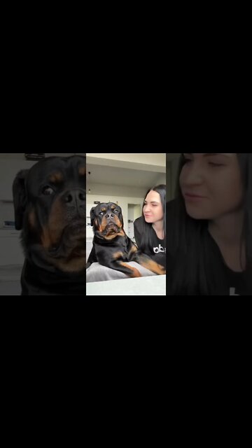 That Weird Face 🤣❤ #Shorts #rottweiler #dogs