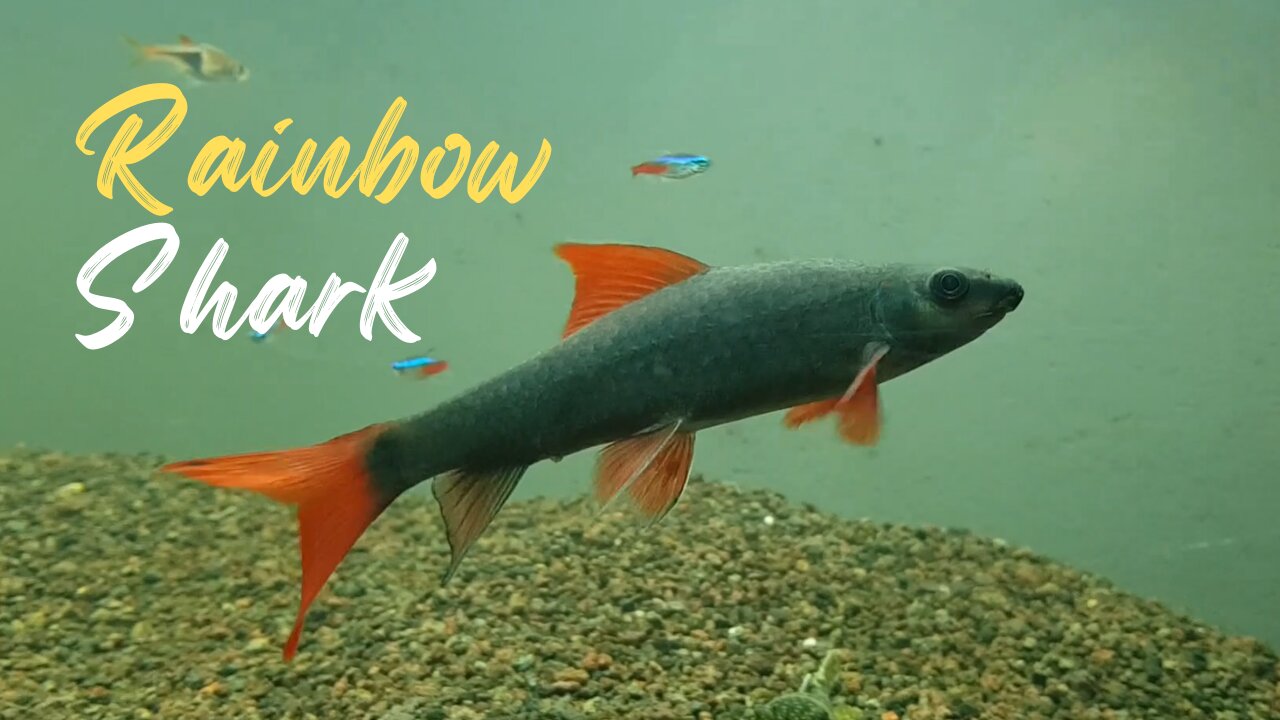 Rainbow Shark my Longest Living Freshwater Aquarium Fish