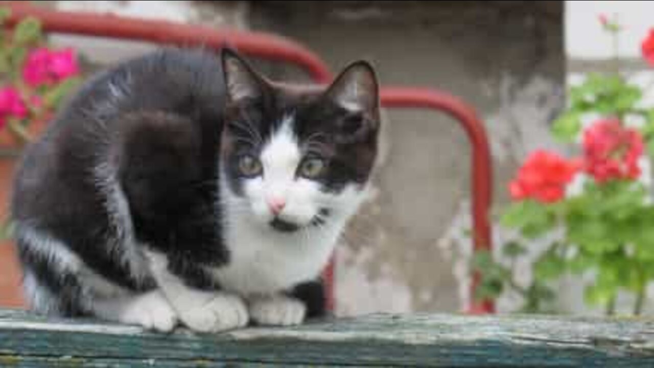 Cinq chiens souhaitent la bienvenue à un chat