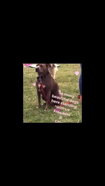 Animal Guardians of the Freedom Movement