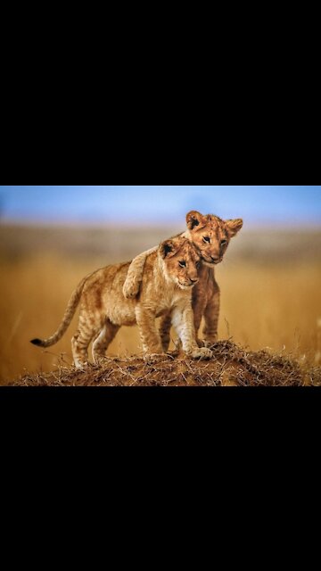 New Two Lion animal Funny Video #Short