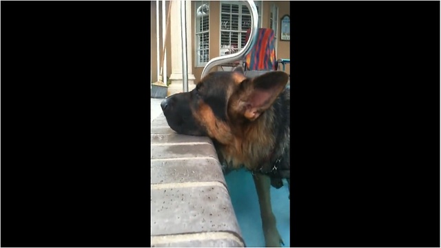 German Shepherd too tired to exit pool