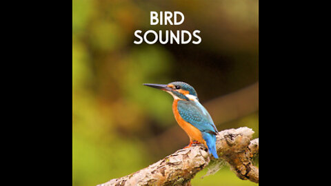 Bird sound and nature beautiful sound