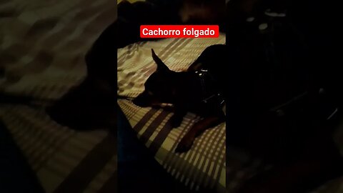 Cachorro #shorts