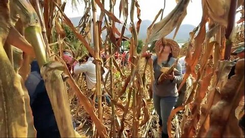 Mollie Engelhart - Growing & Harvesting Ancient Oaxacan Masa Corn