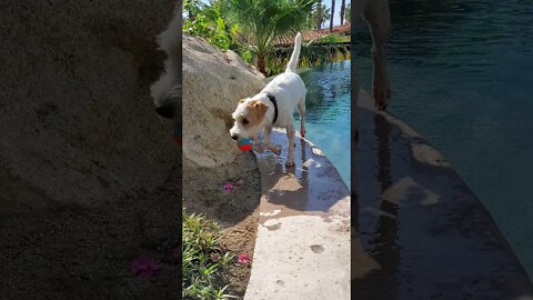 Ares a pool dog