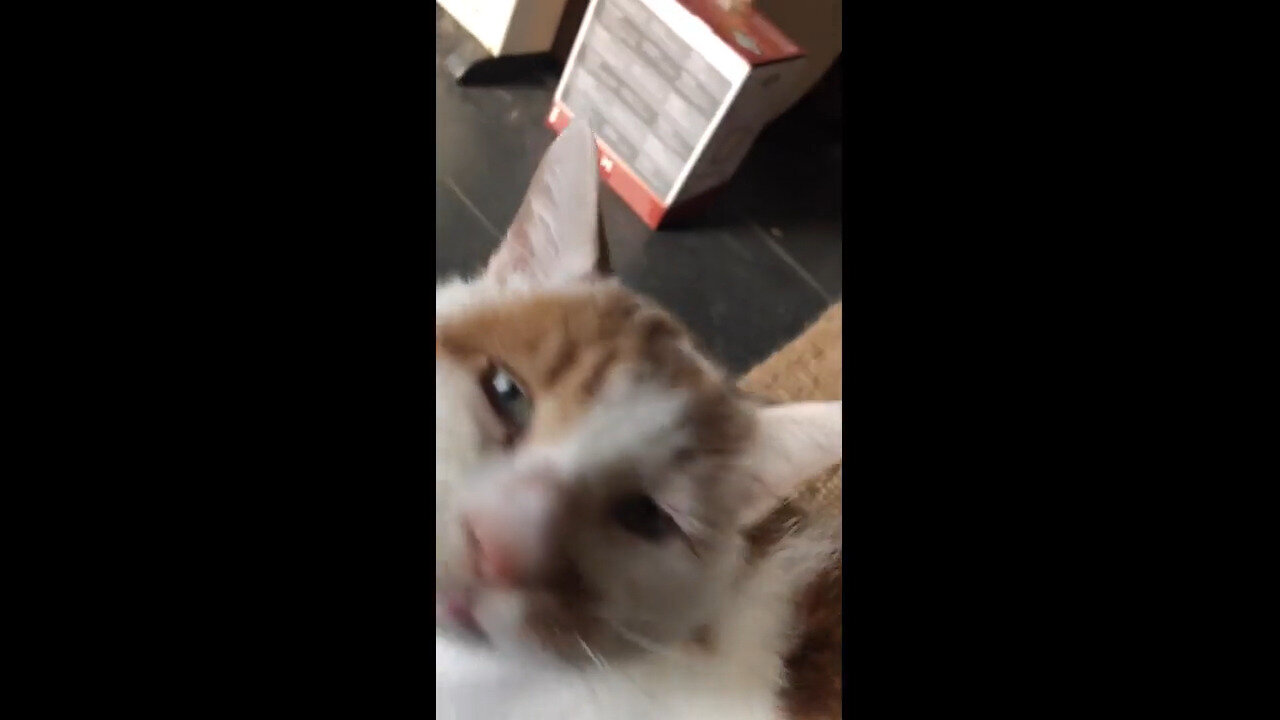 Cat Is Loudly Telling Owner Off For Leaving Him Home Alone While She Was At Work!