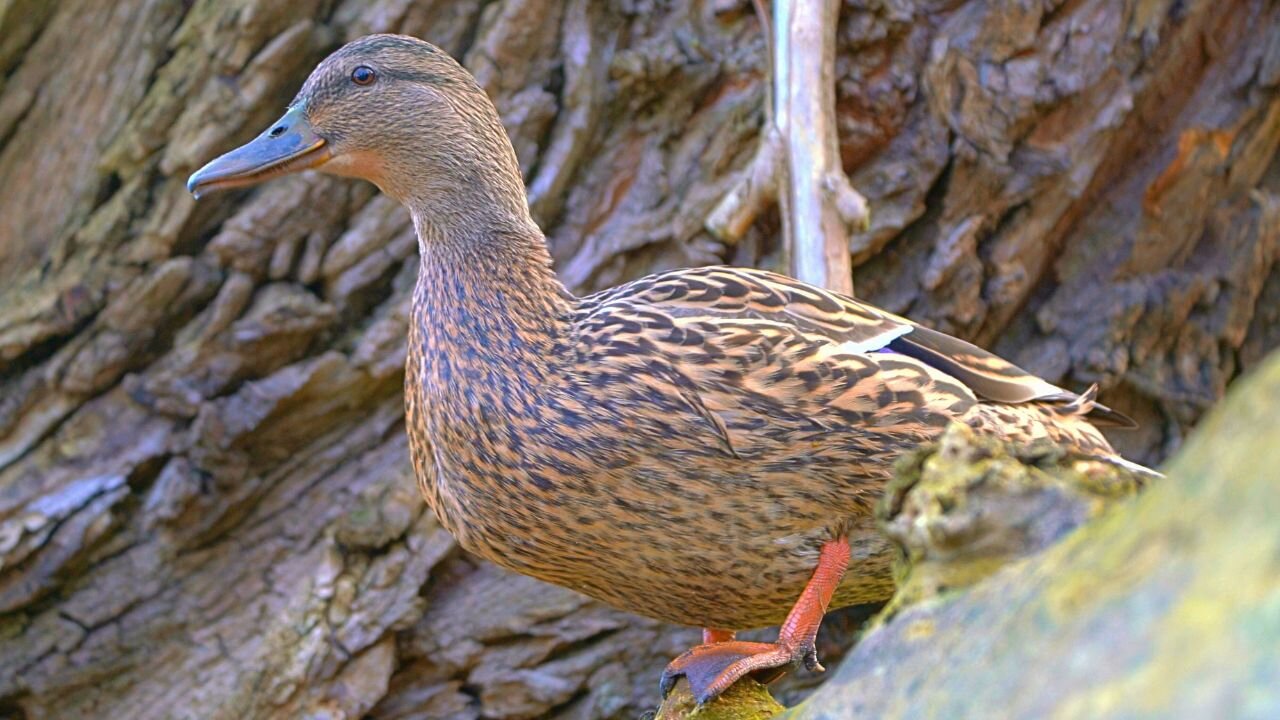 Last of the Mallard Duck Hen Quacking, or maby Chattering, in the Tree Year 2