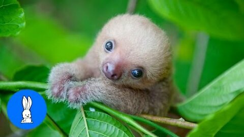 Baby Sloths Being Sloths - FUNNIEST Compilation#TOP10