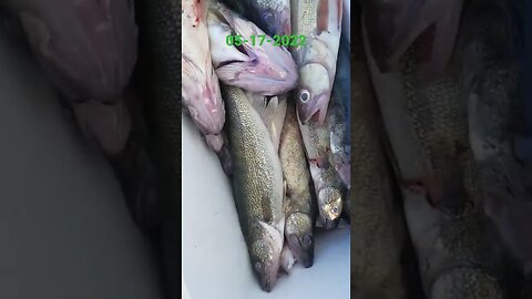 5 man crew walleye limit! wasnt fast and furious, 6 small fish released! back for more walleye in am