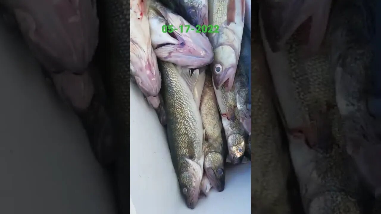 5 man crew walleye limit! wasnt fast and furious, 6 small fish released! back for more walleye in am