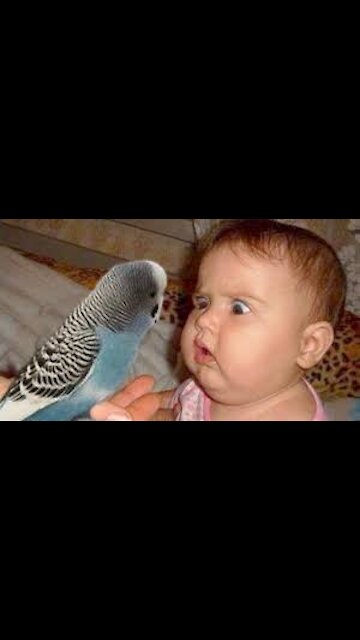 Parrots give kiss💋| He gave me kiss | kissing parrots | Naughty parrots