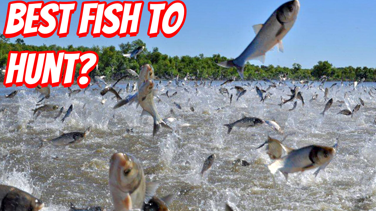 The Destructive Asian Carp!