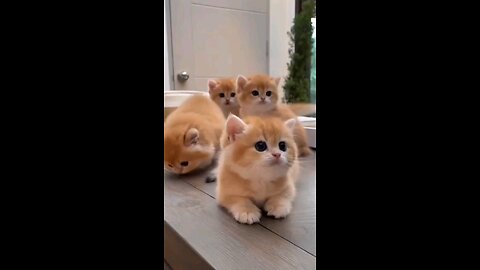 cute cats