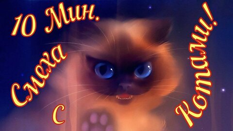 Смешные Коты 7 Funny Cats Юмор