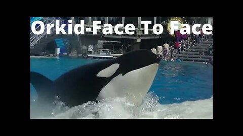 Orkid- The Face To Face #sabircool #seaeworld #oceans #youtube #makemoneyonline