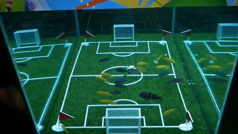 Fish World Cup