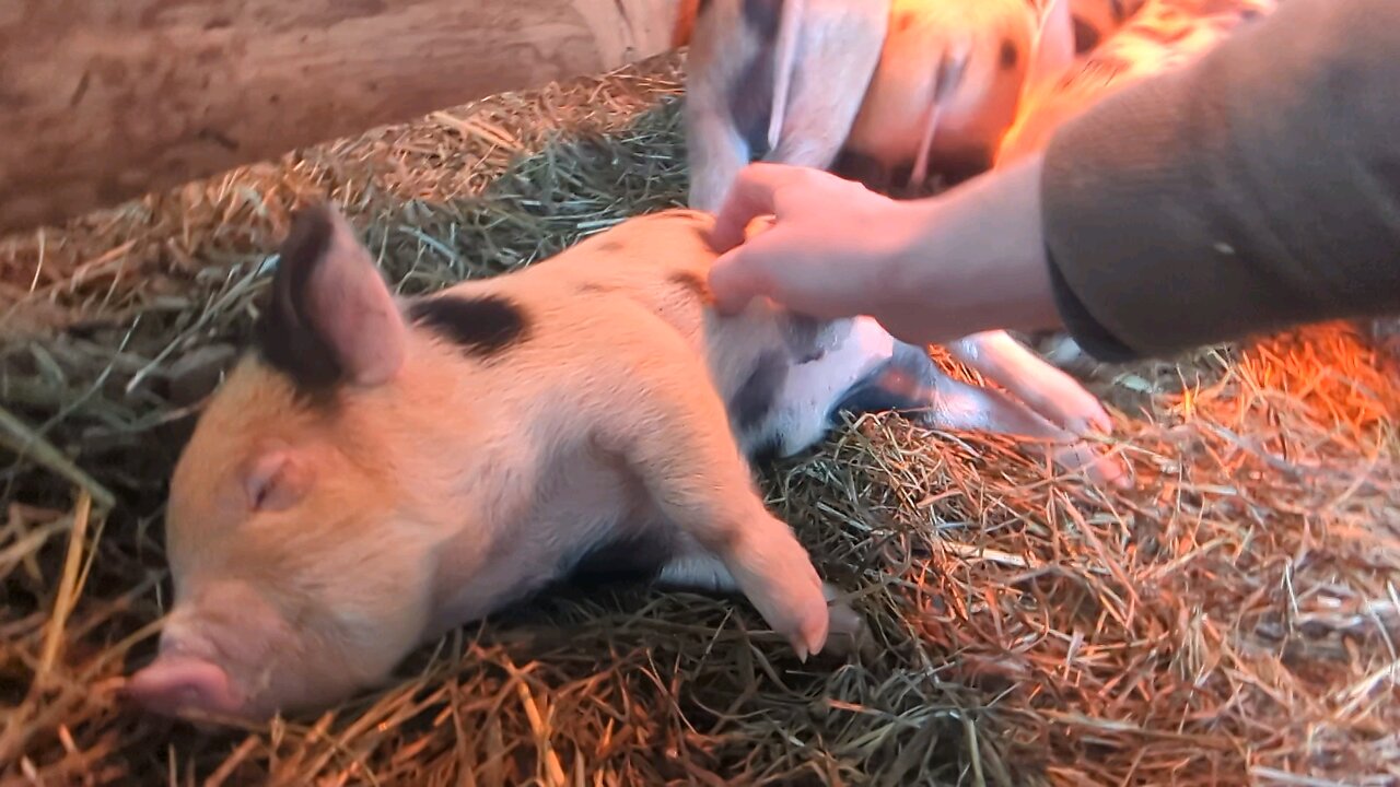 4Week Kune kune piglet belly rubs