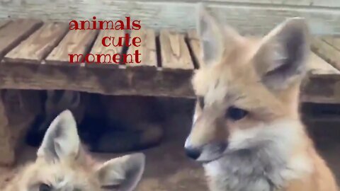 beautiful and wild animals