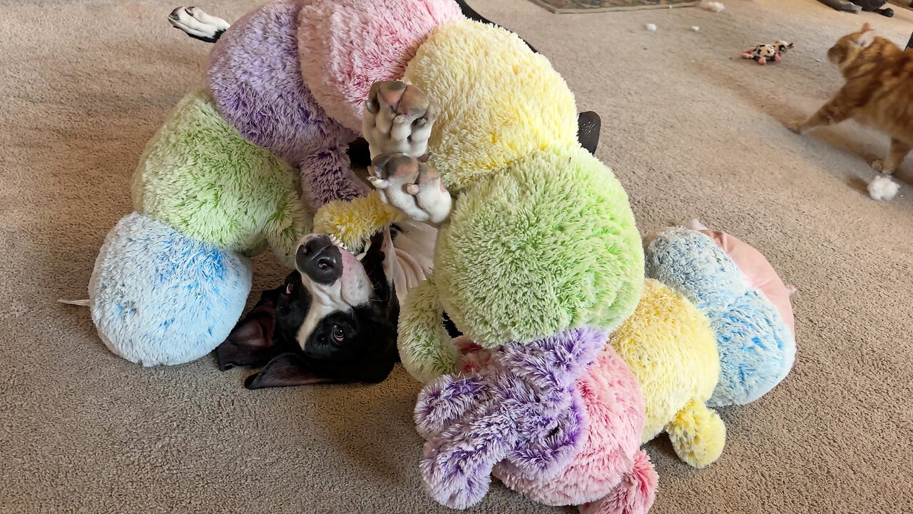 Great Dane Wraps Herself In 6 Foot Caterpillar Toy