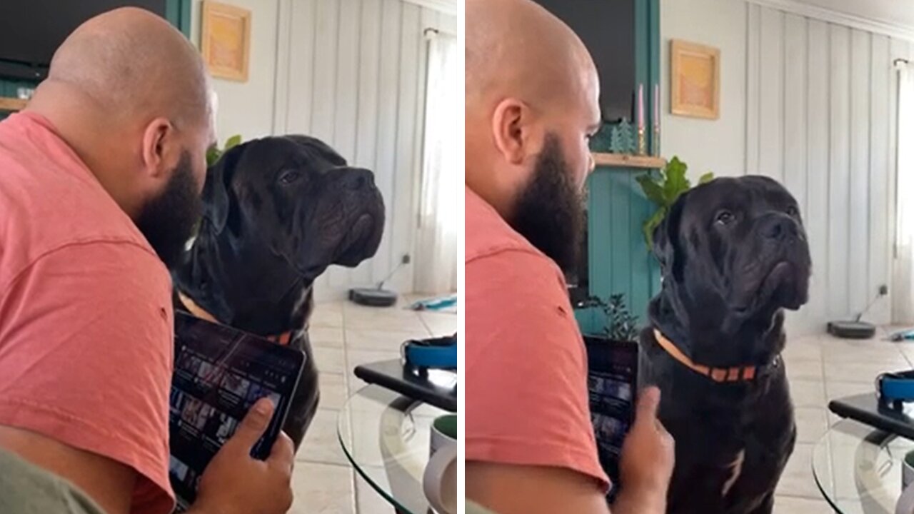 Stubborn Corso Throws Hilarious Side-eye To Owner