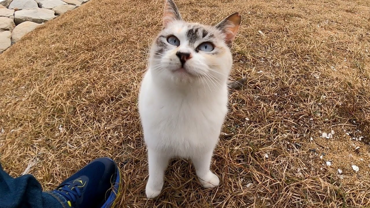 Play with stray cats on the breakwater