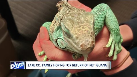 10-year-old son of man accused of throwing iguana wants his pet back