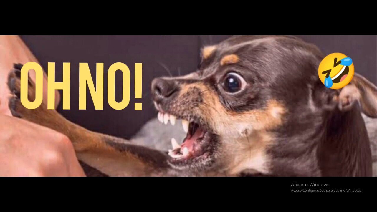 How to get rid of pets the easy way?