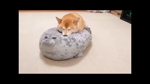 Shiba On A Seal Pillow