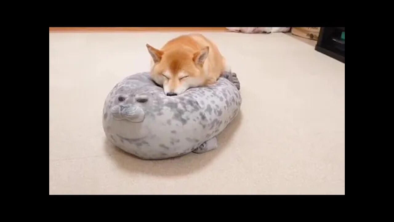 Shiba On A Seal Pillow