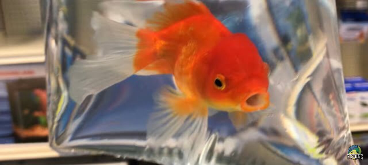 MY FIRST PET GOLDFISH(SO CUTE)