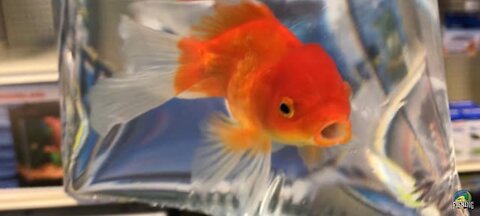 MY FIRST PET GOLDFISH(SO CUTE)