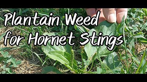 Plantain Weed for Hornet Stings