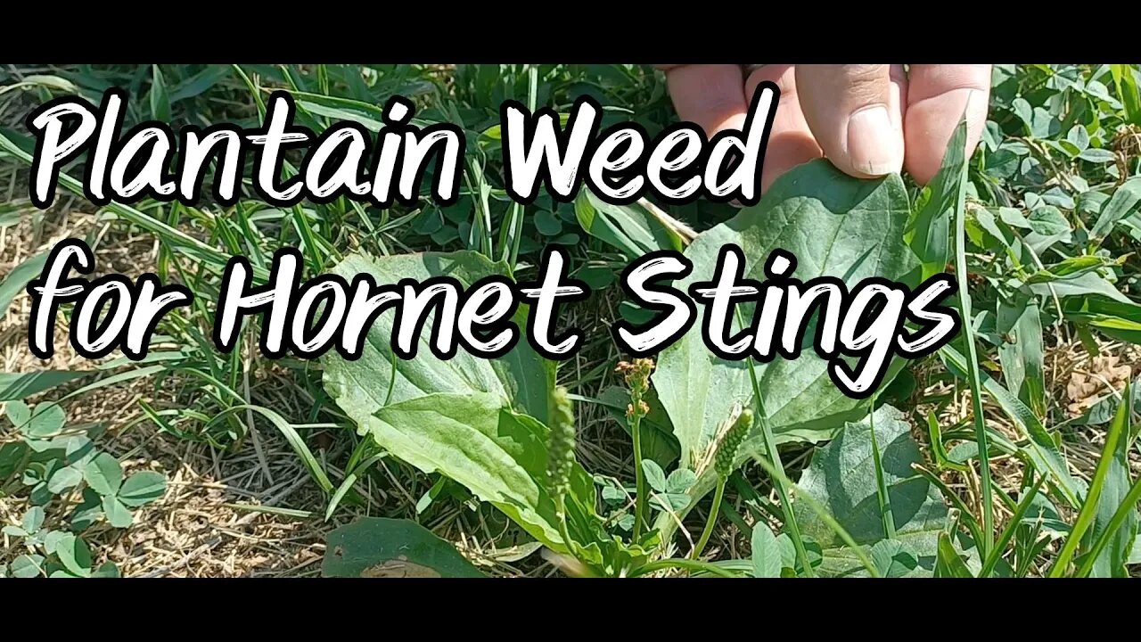 Plantain Weed for Hornet Stings