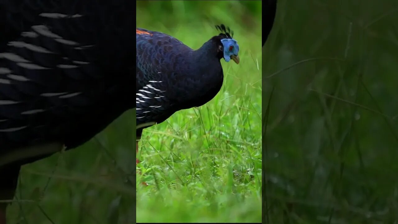Crested Fireback Pheasant #shorts #short