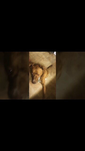 #pitbull #labrador #catch