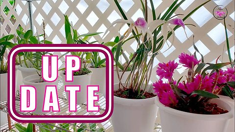 Orchid Seedling Battling Risk of Scale Infestation | Celebrating Progress 🙌🏼🥳 #ninjaorchids