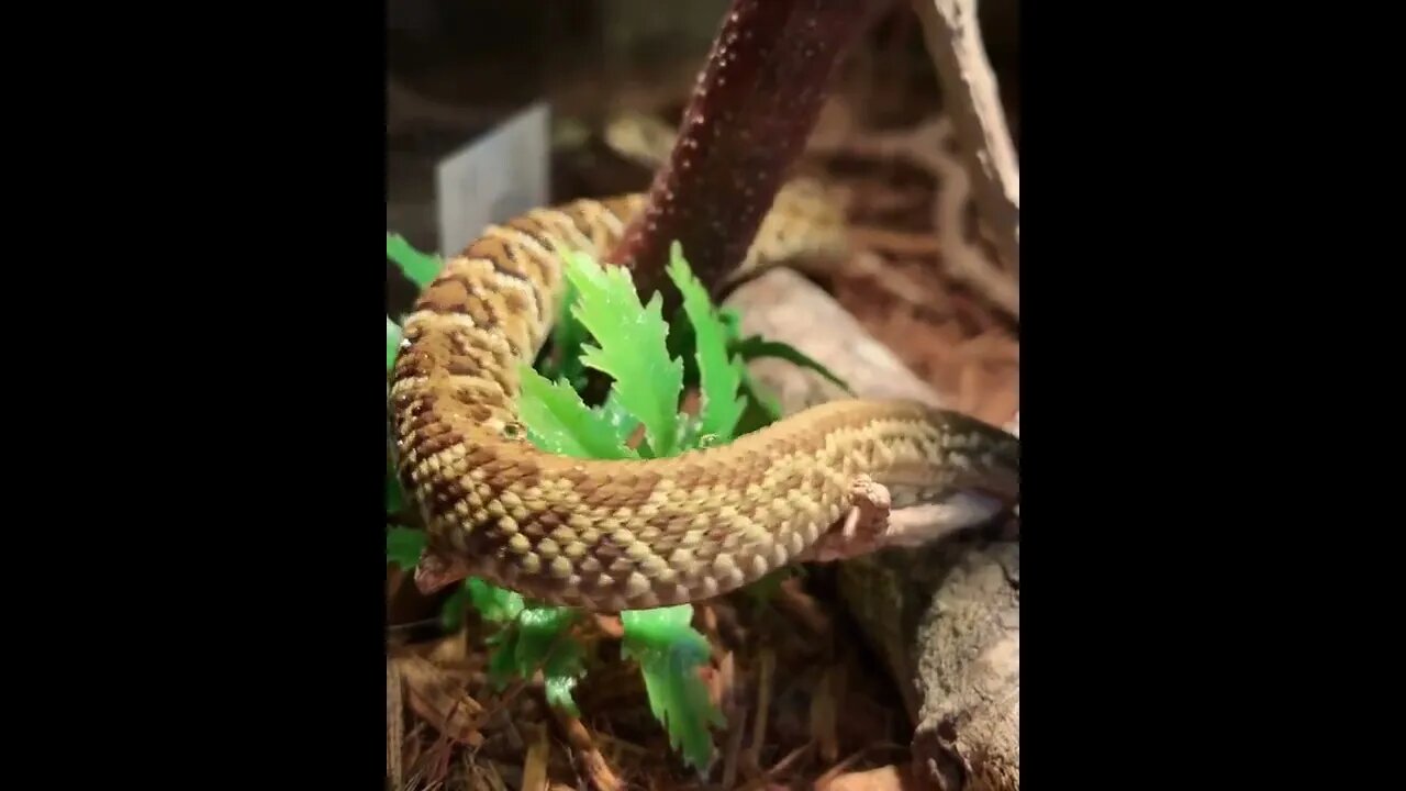😳😱Dangerous Nature's status ❤️ |🐍🐍 Snake nature WhatsApp Status | amazing nature video #shorts(2)