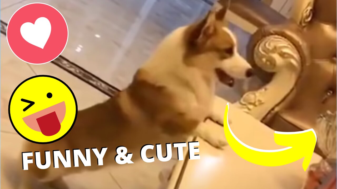 Funny and Cute Pet's Life #008