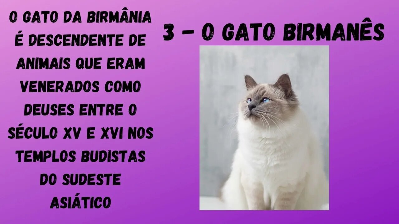 Recapitulando: Os gatos mais lindos!!