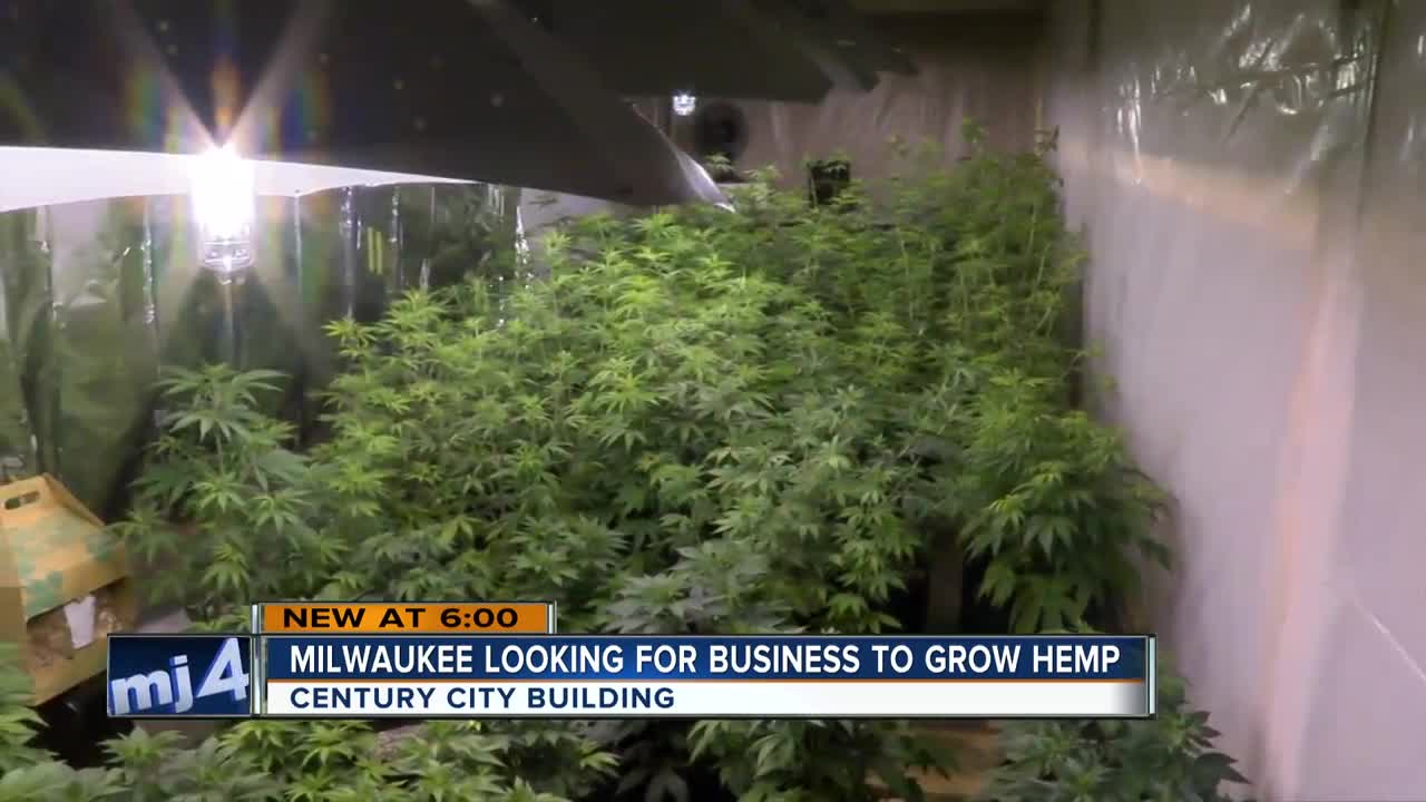 Alderman Khalif Rainey proposes growing hemp at desolate Century City